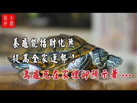 烏龜代表|海龜的象徵意義